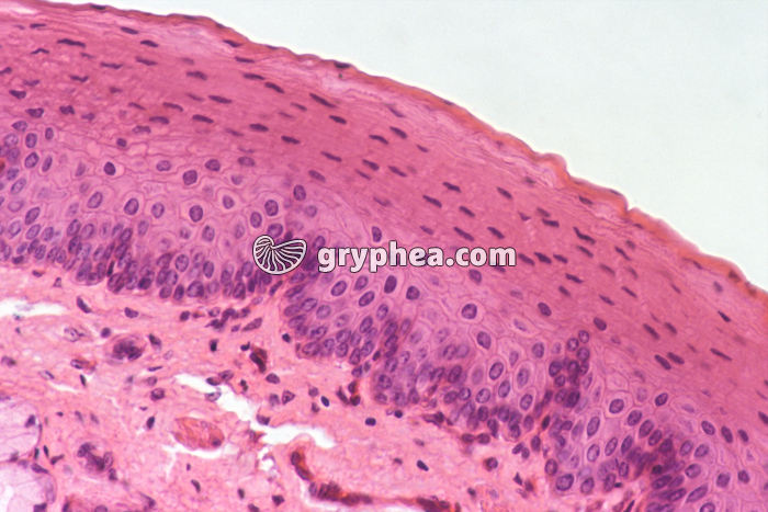 Peau CT x160 - gryphea.org